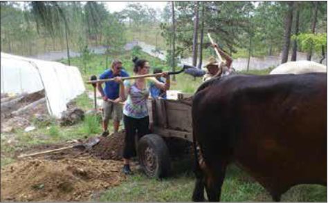 Winter 2015 - Honduras FAIR ox cart
